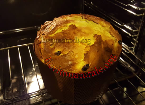 panettone