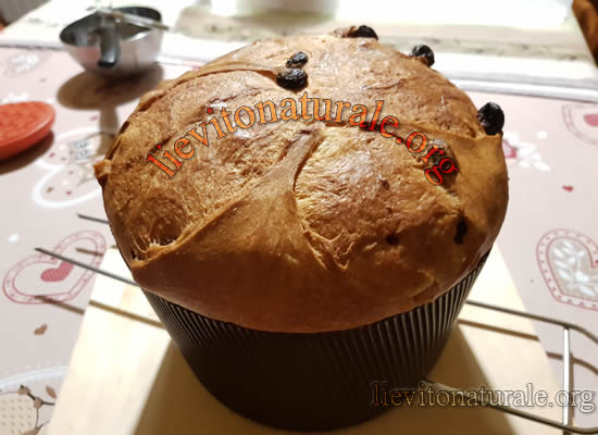 panettone Morandin