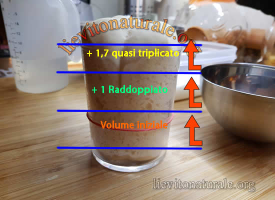 lievito madre quasi triplicato