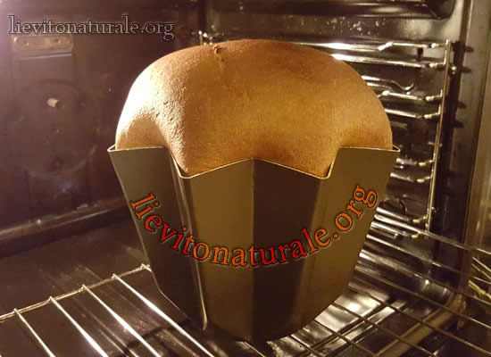 pandoro