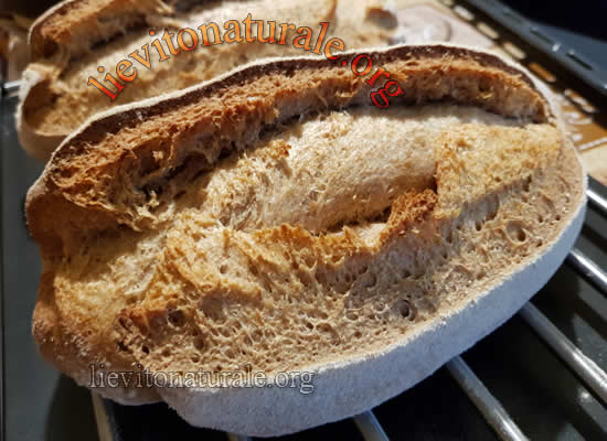Pane con farina di verna