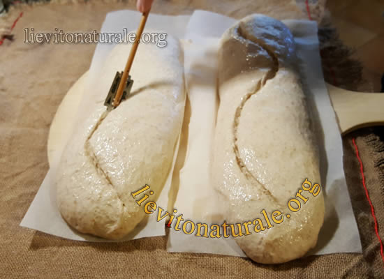 tagli sviluppo pane