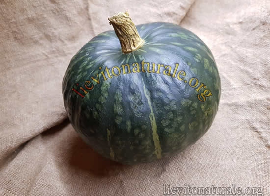 Zucca Delica