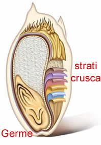 chicco del cereale