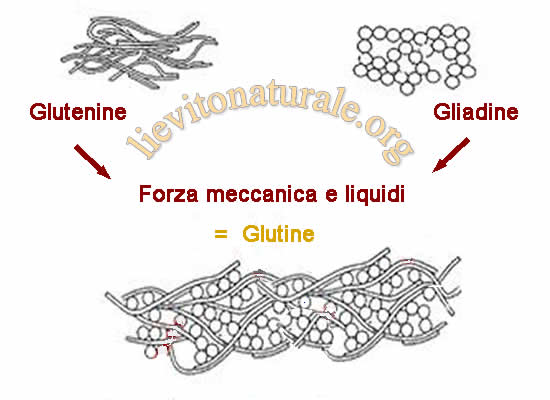 formazione del glutine