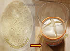 licoli pasta madre